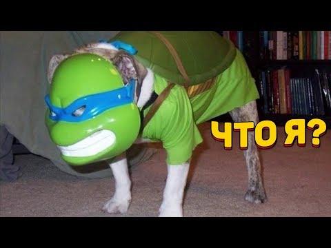 ЗАСМЕЯЛСЯ - ПОДПИСАЛСЯ!! ЛУЧШИЕ ПРИКОЛЫ 2020 ТЕСТ НА ПСИХИКУ УГАР! #190