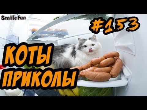 Смешные Приколы С Котами и Кошками ДО СЛЁЗ Котэ Приколы 2018 Funny Cats