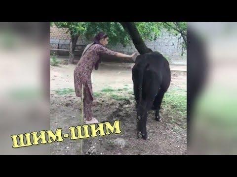 Таджикские приколы VINE - 2018 #69 выпуск /ПРИКОЛИ ТОЧИКИ