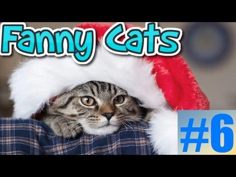 Смешные коты и кошки 2017 Приколы с котами и кошками 2017 Приколы с котами и кошками