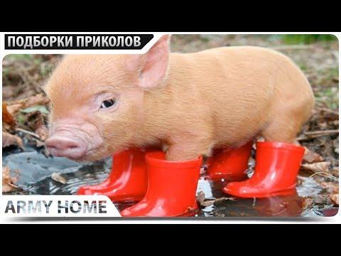 ПРИКОЛЫ 2017 Ноябрь #314 ржака до слез угар прикол - ПРИКОЛЮХА