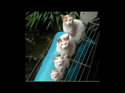 ПОПРОБУЙ НЕ ЗАСМЕЯТЬСЯ - Смешные Коты и Собаки. ПРИКОЛЫ С ЖИВОТНЫМИ. Cute Dogs and Cats #108