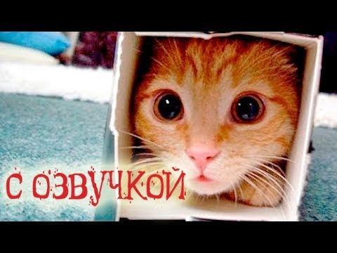 Приколы с котами с угарной озвучкой животных - Попробуй не засмеяться от PSO
