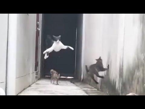 ЭКСКЛЮЗИВ! Русские приколы с котами до слез Смешные коты под музыку – Смешные кошки МатроскинТВ