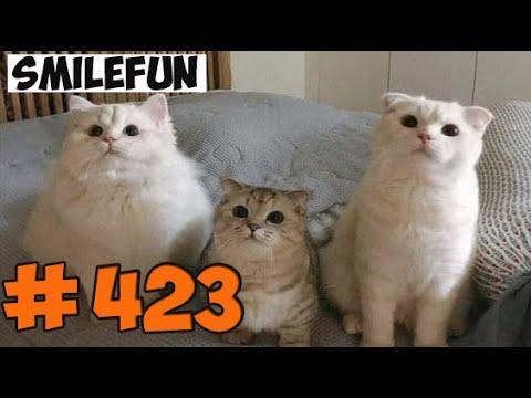 КОТЫ 2021 СМЕШНЫЕ КОТЫ 2021 КОШКИ ПРИКОЛЫ С КОТАМИ И КОШКАМИ Funny Cats 2021
