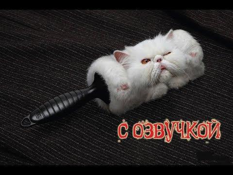 Приколы с котами и смешная озвучкой животных – ТОПовая подборка от PSO