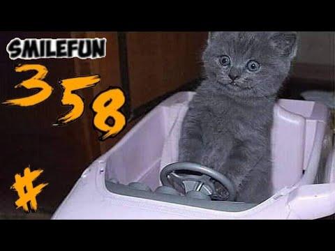 КОШКИ 2020 Смешные Кошки и Коты Приколы С Кошками 2020 Funny Cats