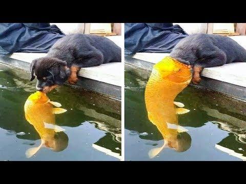 BEST CUBE #2, НОВЫЕ И ЛУЧШИЕ ПРИКОЛЫ COUB ВСЕХ ВРЕМЕН | EPIC FAILS