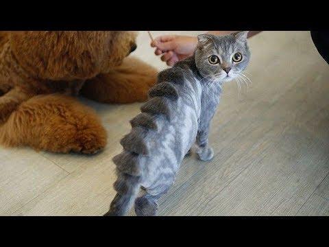 Смешные кошки приколы про кошек и котов 2017 #46 (Лучшее Funny Cats)