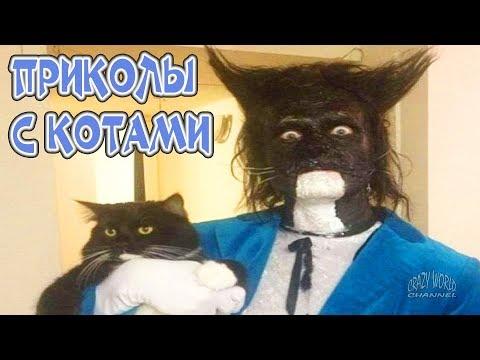 ПРИКОЛЫ С КОТАМИ И КОШКАМИ 2018 СМЕШНЫЕ КОТЫ И КОШКИ 2018 ЗАБАВНЫЕ КОТИКИ #90