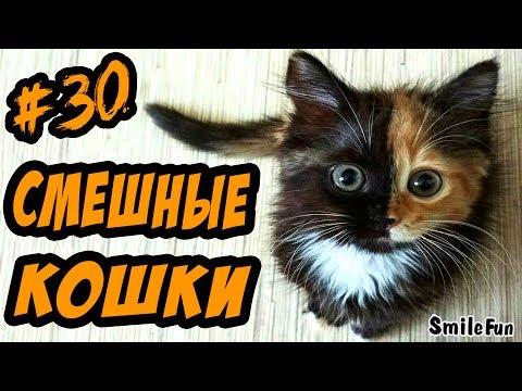 Коты Приколы с Котами ДО СЛЁЗ Смешные Кошки 2017