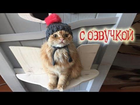 Приколы с котами – СМЕШНАЯ ОЗВУЧКА ЖИВОТНЫХ – Засмеялся проиграл - DOMI SHOW