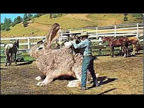 Приколы 2017 новый год с новыми приколами ЮТУБ и Гугл как всегда ржака до слез подборка Фактор Смеха