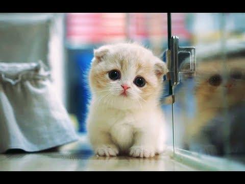 Смешные Коты и Котята - 