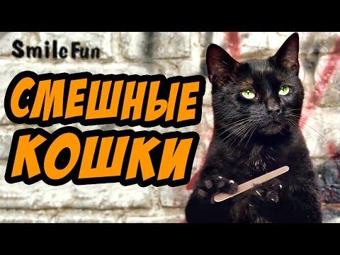 Приколы с Котами ДО СЛЁЗ Смешные Кошки 2017