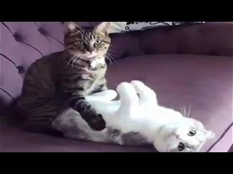 КОТЫ КОТОРЫЕ ПЕРЕШЛИ ВСЕ ГРАНИЦЫ