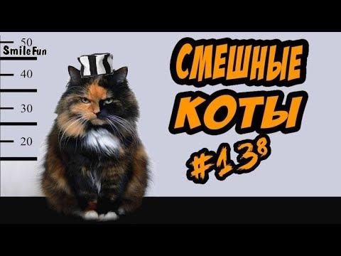 Коты ПРИКОЛЫ ДО СЛЁЗ СМЕШНЫЕ Коты и Кошки 2018