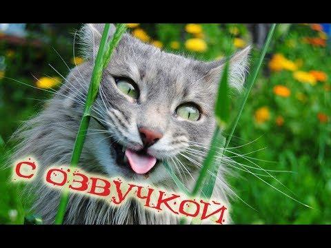 Приколы с котами с ОЗВУЧКОЙ – Я СМЕЯЛСЯ ДО СЛЁЗ – Самое смешное видео 2018!