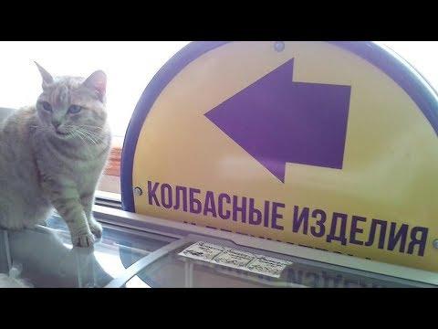 УГАРНЫЕ ПРИКОЛЫ! ТЕСТ НА ПСИХИКУ! ПОПРОБУЙ НЕ ЗАСМЕЯТЬСЯ! ЗАСМЕЯЛСЯ ПРОИГРАЛ! УГАР НОЯБРЬ 2018!