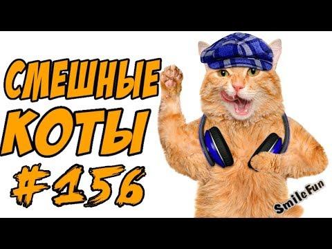 Приколы с котами  - Смешные Кошки и Коты 2018 ДО СЛЁЗ - Funny Cats