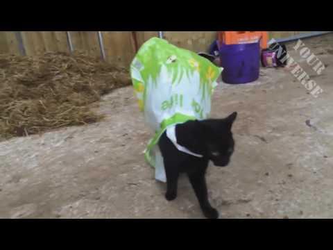 Лучшие приколы с животными - Подборка
