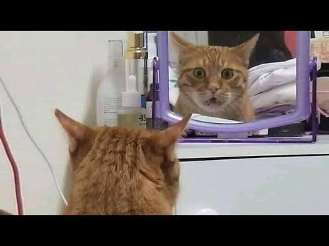 ПРИКОЛЫ С ЖИВОТНЫМИ 