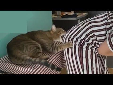 САМЫЕ СМЕШНЫЕ ЖИВОТНЫЕ / ПРИКОЛЫ С КОТАМИ И СОБАКАМИ 2021 Funny Cats