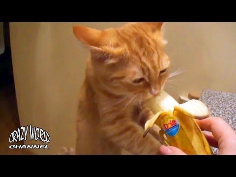 СМЕШНЫЕ КОТЫ И КОШКИ 2017 ПРИКОЛЫ С КОТАМИ И КОШКАМИ 2017 КОТИКИ КУШАЮТ ОВОЩИ И ФРУКТЫ #49