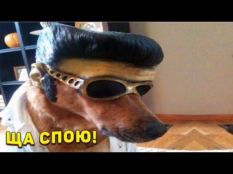 ЗАСМЕЯЛСЯ - ПОДПИСАЛСЯ!! ЛУЧШИЕ ПРИКОЛЫ 2021ТЕСТ НА ПСИХИКУ УГАР! #324