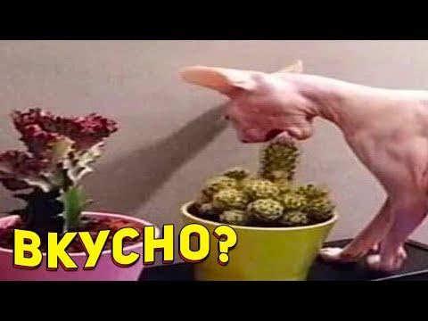 ЗАСМЕЯЛСЯ - ПОДПИСАЛСЯ!! ЛУЧШИЕ ПРИКОЛЫ 2021 ТЕСТ НА ПСИХИКУ УГАР! #390