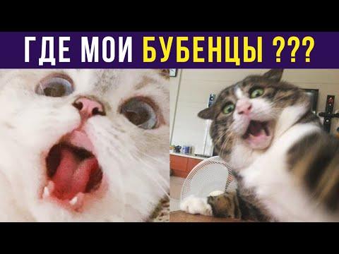 Приколы с котами. ГДЕ МОИ БУБЕНЦЫ??? | Мемозг #334