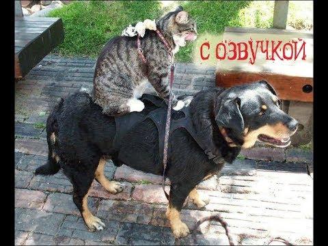 Приколы с котами и смешная озвучка животных – Собаки в ТОПе от PSO