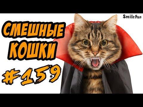 Смешные Кошки и Коты - Приколы с Котами 2018 - Funny Cats