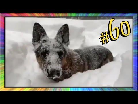 ПРИКОЛЫ С ЖИВОТНЫМИ 
