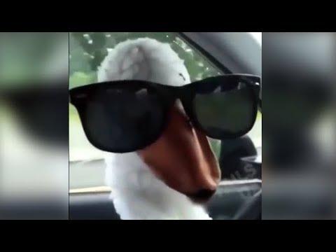Я_ЧЕЧЕН_95 ►Лучшие приколы! ►Чеченские и русские! #30