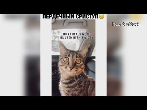 10 МИНУТ ОТБОРНЫХ ПРИКОЛОВ | ЛУЧШИЕ ПРИКОЛЫ 2021 МАРТ ржака до слез угар прикол - ПРИКОЛЮХА