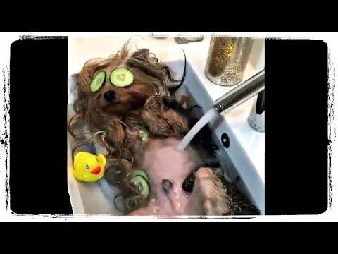 ПРИКОЛЫ С ЖИВОТНЫМИ | FUN WITH ANIMALS #251