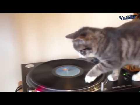 ПРИКОЛЫ ЛУЧШИЕ Топ Самые Смешные Видео 2017 #7 VaSEK