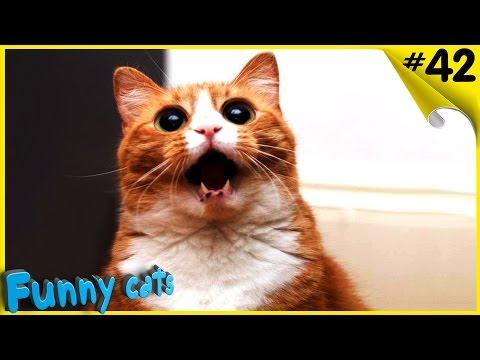 СМЕШНЫЕ КОТЫ ПРИКОЛЫ С КОТАМИ ТОПовая подборка