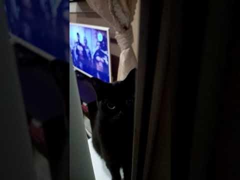 #кошки# приколы#смешное видео #