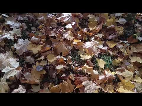 Санкт-Петербург, в парке на месте дуэли Пушкина. Осенняя пора, очей очарованье! Листопад! 2018.10.16