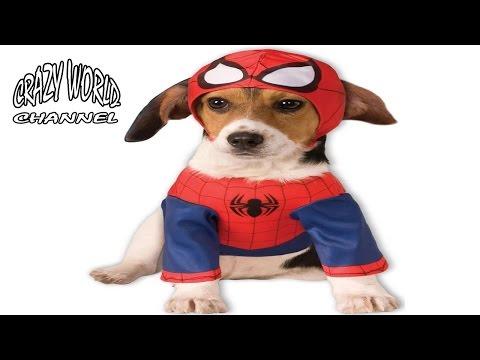 СМЕШНЫЕ СОБАКИ 2017 ПРИКОЛЫ С СОБАКАМИ 2017 FUNNY DOGS Compilation 2017 #14