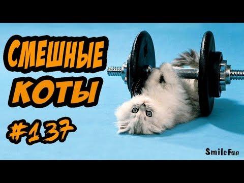 Смешные Коты и Кошки ДО СЛЁЗ Приколы с Котами и Кошками 2018