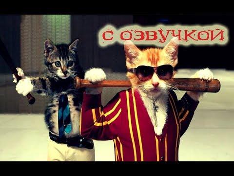 Приколы с котами и кошками ОЗВУЧКА животных – ПРИКОЛЫ 2018 от Domi Show