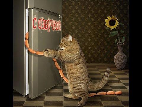 Приколы с котами - СМЕШНАЯ ОЗВУЧКА ЖИВОТНЫХ – ТЕСТ НА ПСИХИКУ 2018 – DOMI SHOW