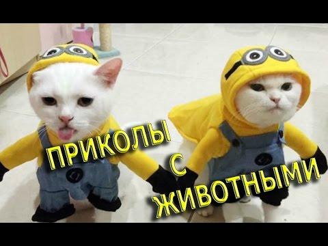 ПРИКОЛЫ ПОДБОРКА С ЖИВОТНЫМИ (Fail 2016)