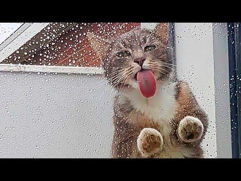 Приколы с котами. Котик моет твой экран) | Мемозг #413