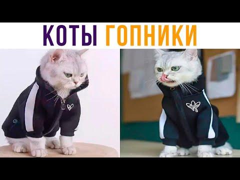 КОТЫ-ГОПНИКИ))) Приколы с котами | Мемозг 642
