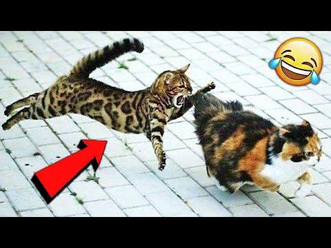 СМЕШНЫЕ ЖИВОТНЫЕ 2021 / ПРИКОЛЫ КОТЫ СОБАКИ, ЛУЧШИЕ ПРИКОЛЫ с Кошками и Собаками Funny Cats