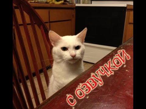 Приколы с котами – СМЕШНАЯ ОЗВУЧКА ЖИВОТНЫХ от DOMI SHOW – Засмеялся проиграл